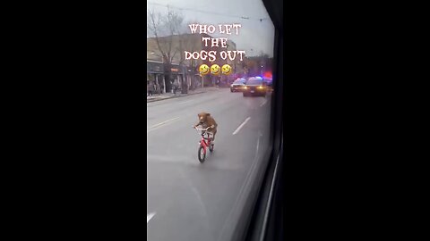 Who Let the Dogs Out🤣🤣🤣 #dog #patriots #letsgo #newengland #shorts