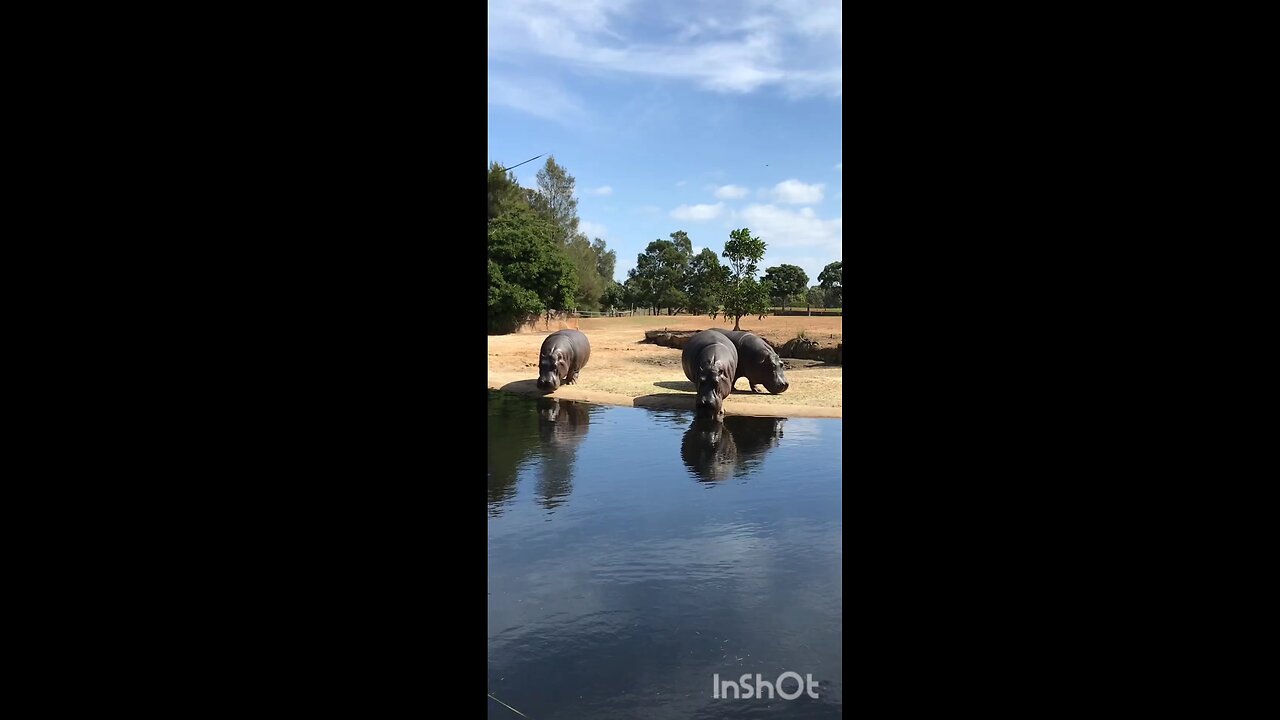 Hippos#Wildanimals#viral video