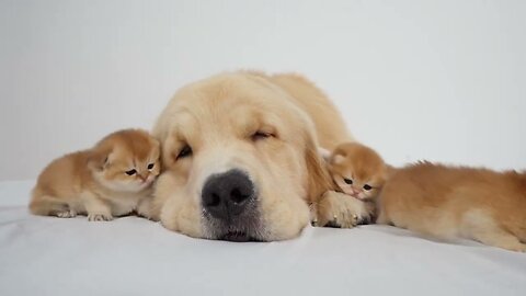 Dog's love for little kittens | Cats & dogs