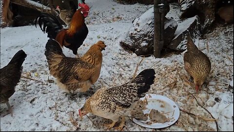 Normale Hühner im normalen Winter! #neue_DDR