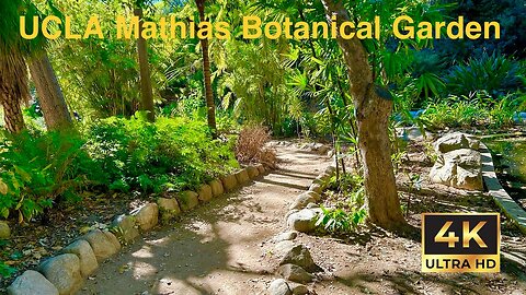 Walking virtual tour at the UCLA Mathias Botanical Garden in 4K.| By Aloha Robert