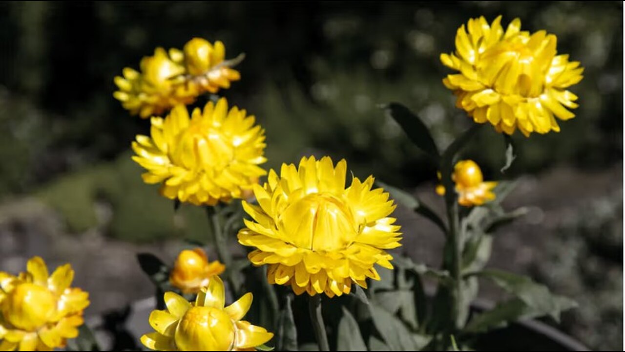 Erik Carlson and Sneetches!