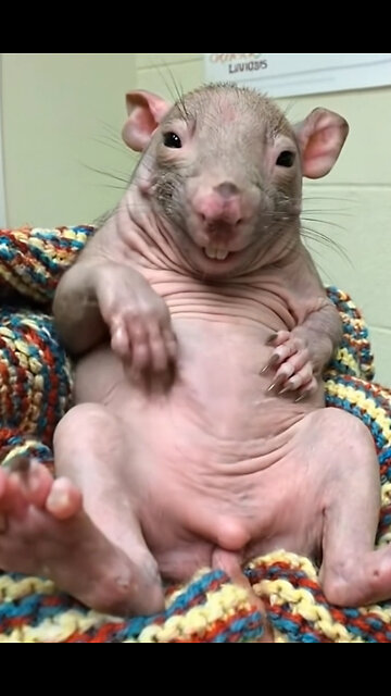 He Thinks Nobody Is Watching! Funny Rat Scrubbing His Belly 😂