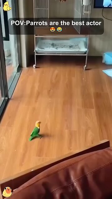 bird's acting