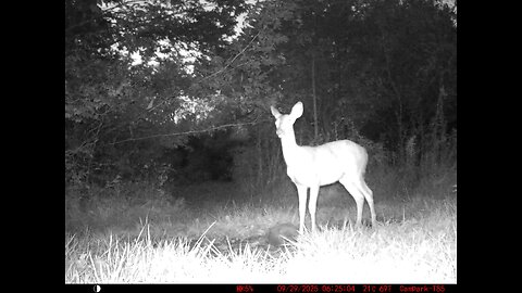 Deer Cam 09 29 2025 Game Cam Trail Camera
