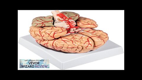 VEVOR Human Brain Model Anatomy 9-Part Model of Brain w/Labels & Display Review