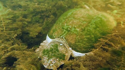 Snapping Turtle