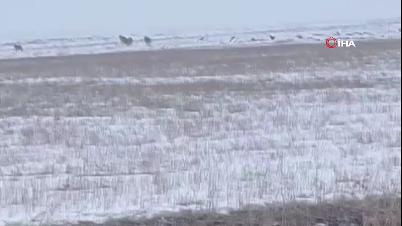 Kars'ta aç kalan kurtlar köylere indi