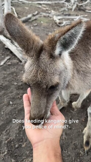 Kangaroo diaries only in Australia 🇦🇺