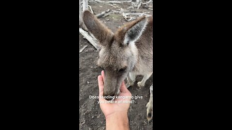 Kangaroo diaries only in Australia π¦πΊ
