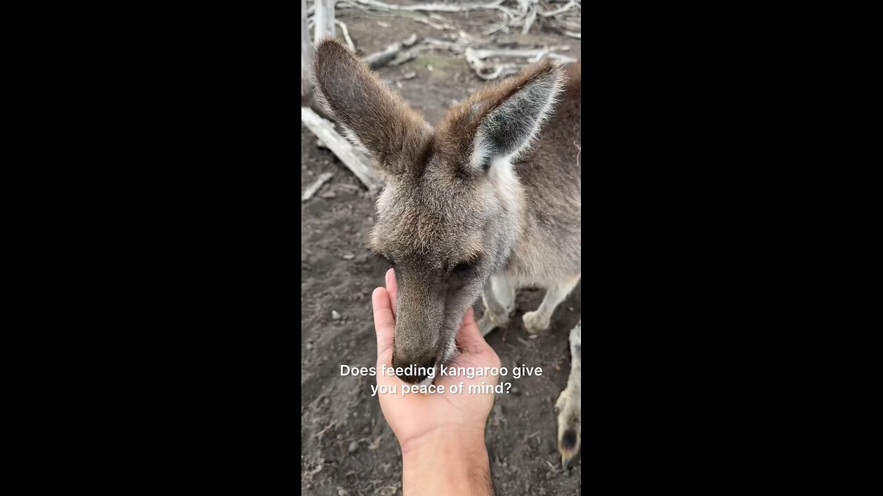Kangaroo diaries only in Australia 🇦🇺
