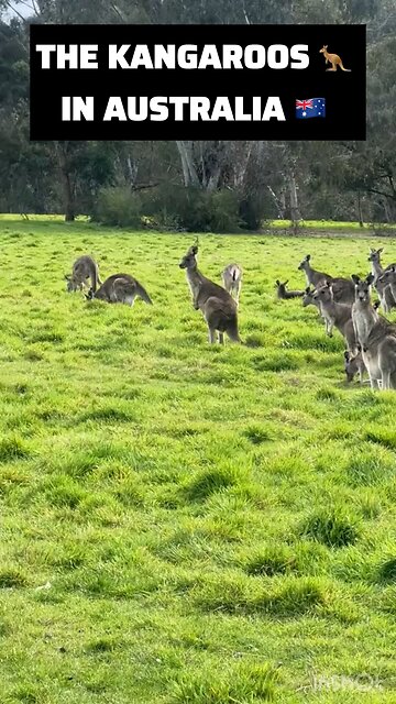 Australia 🇦🇺 kangaroo