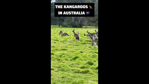 Australia 🇦🇺 kangaroo