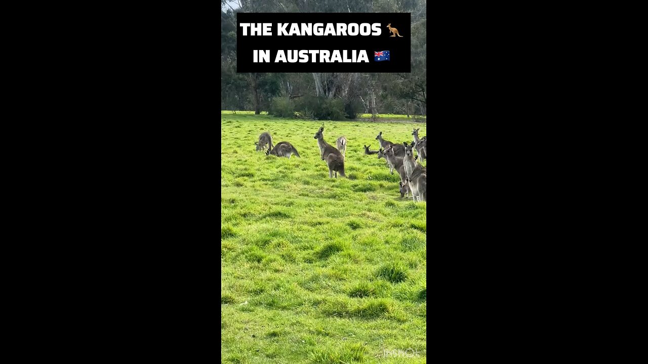 Australia 🇦🇺 kangaroo