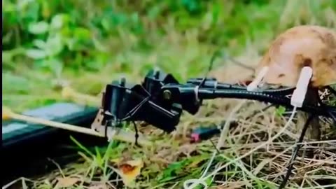 Scientists hooked up sensors to a mushroom’s bio-electric signals and turned its natural fluctuations into music