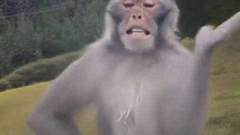 cute animals