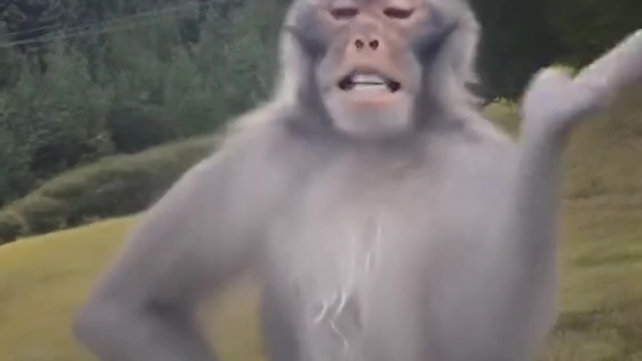 cute animals