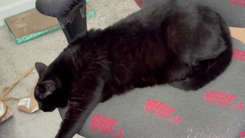 Cute Precious Piper is Exhausted From Box Checking - My Adopted Shelter Cat Vlog