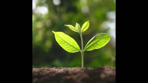 It Takes Time to Grow