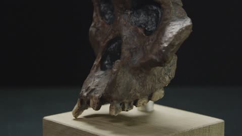 15秒で進化史：ハビリスはどこから来た？