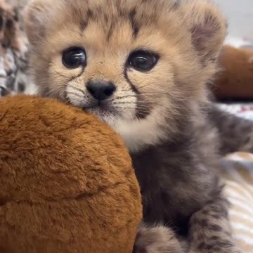 Future ferocious cheetah