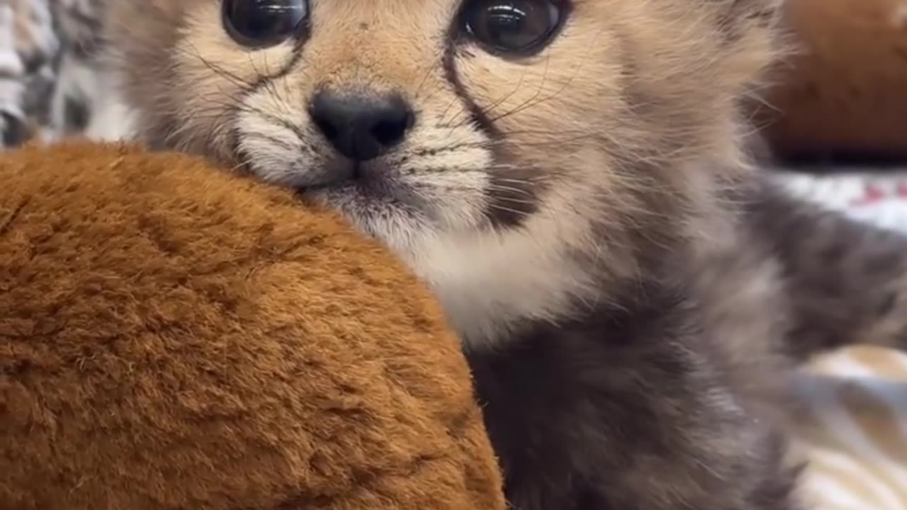 Future ferocious cheetah