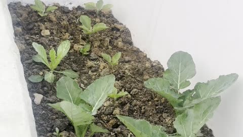 Terrace garden winter vegetables update