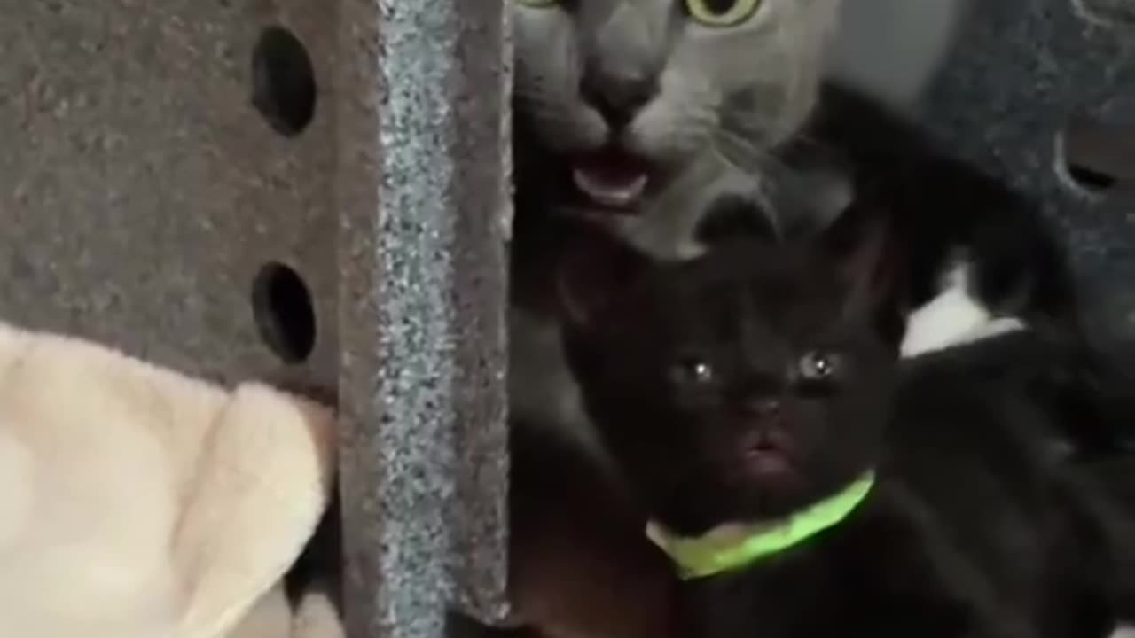 Trolling Cats