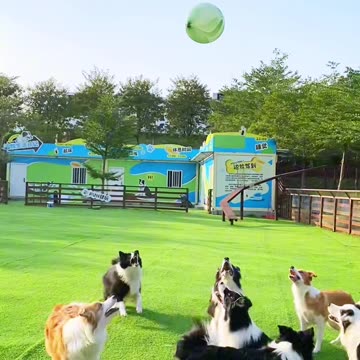 Funny video of dogs playing with balloons video 2025 skc.com 39