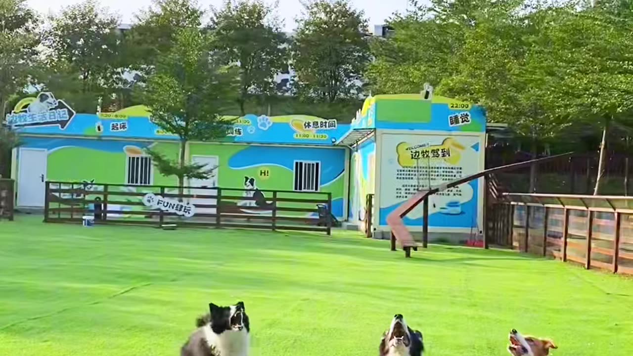 Funny video of dogs playing with balloons video 2025 skc.com 39