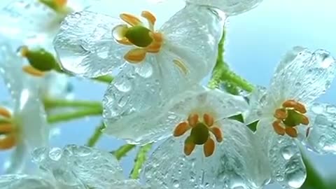 The beautiful “skeleton flower”