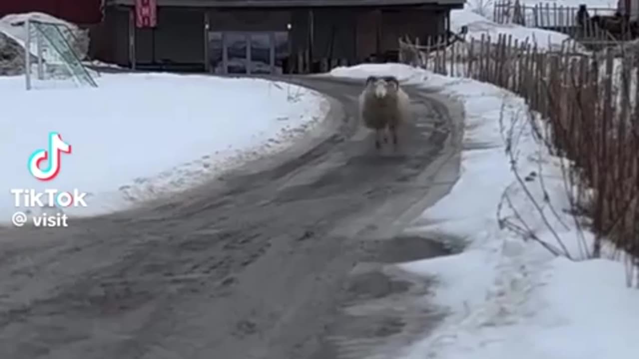 🤣🐏 Toddler Tantrum or Ram Rage? You Won't Believe This! | FunFM