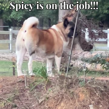 Spicy is on the job!!!