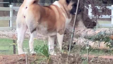 Spicy is on the job!!!