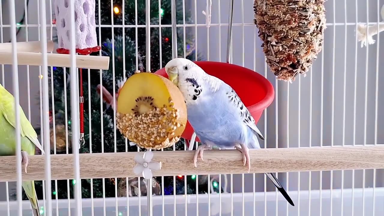 BEAUTIFUL BUDGIES are enjoying their day 🤗#cutebudgies #cutepets #parakeets