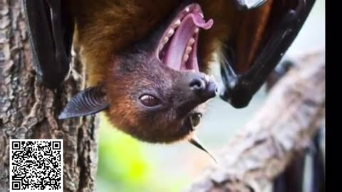 Giant ‘human-sized’ bat in Philippines