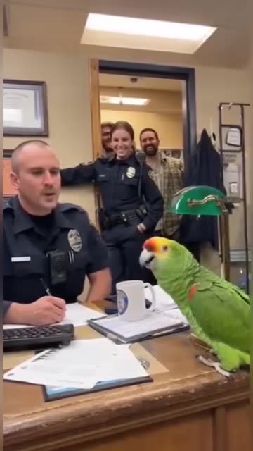 Parrot 🦜 funny video funny 😁 talk
