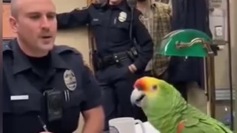 Parrot 🦜 funny video funny 😁 talk