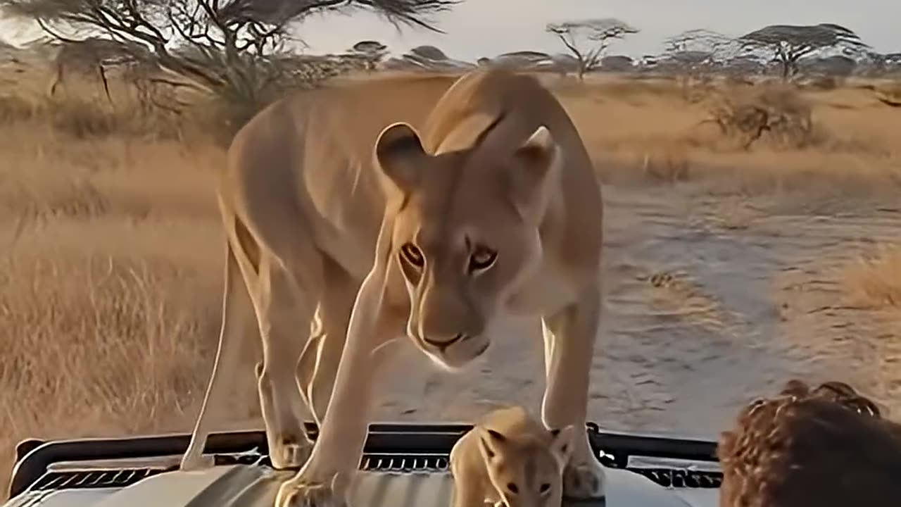 Lioness Leaps Onto Safari Car
