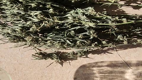 Trim as you smoke proven curing method I just keep scissors by the bong.