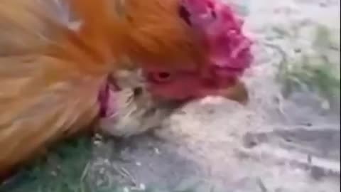 The Chicken Hypnosis Trick