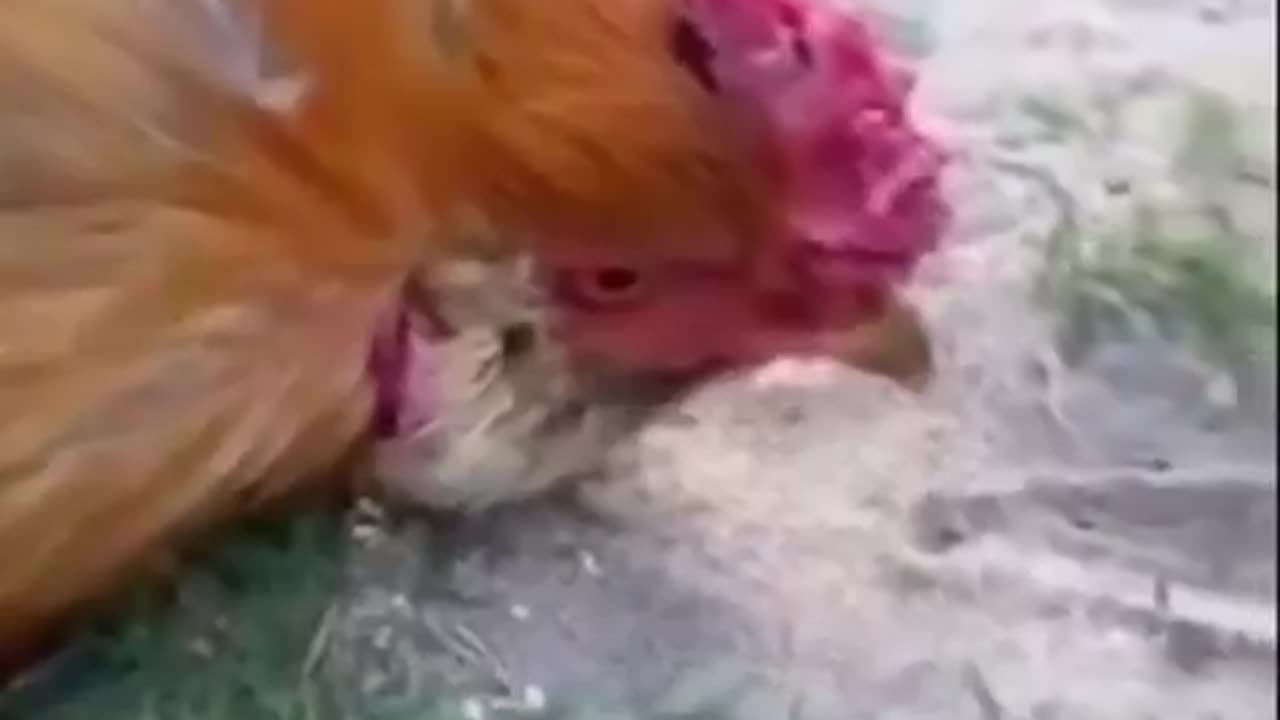 The Chicken Hypnosis Trick