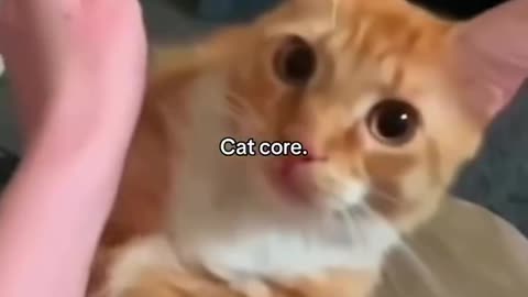 Funny cat core