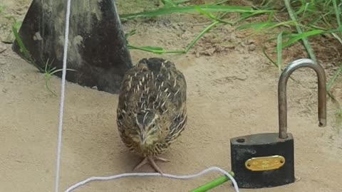 Easy quail trap DIY