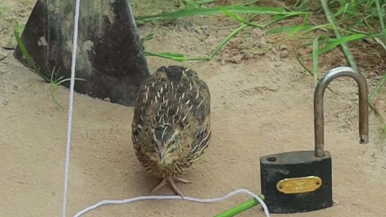 Easy quail trap DIY