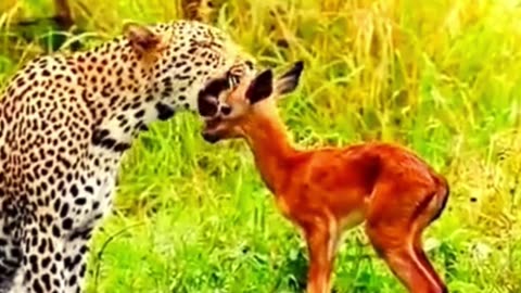 A cheetah is preying on a baby deer 🦌🦁-