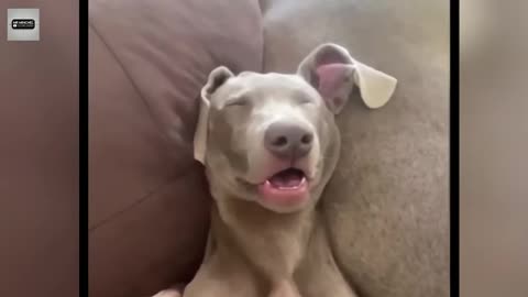 Funny Animal Videos 2025 - Funny cats/dogs - Funny animals - Part 6