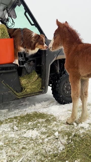 Australian Shepherd Meets a Young Foal