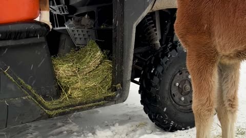 Australian Shepherd Meets a Young Foal