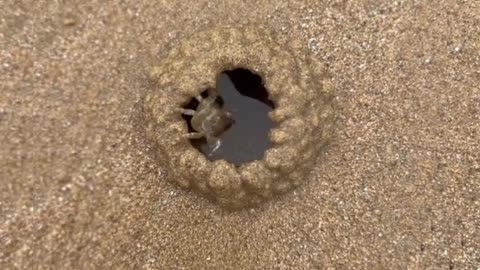 This crab is cool, it makes a nest very neatly #shorts #viral